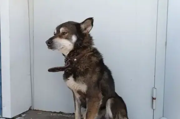 Найдена собака, Ижевск, фото: Найден собака, мужской, улица Орджоникидзе, 1А, Ижевск - трёхцветный окрас, смесь хаски и лайки