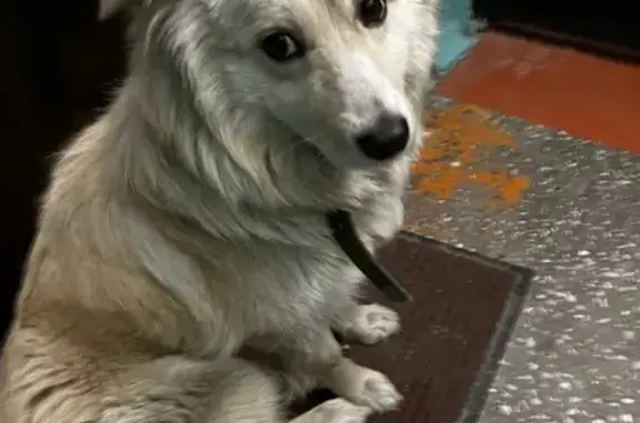 Объявления о пропавших и найденных животных, Улан-Удэ, фото: Найден собака, ул. Бабушкина 9, Улан-Удэ - белая милая, с светоотражающим ошейником