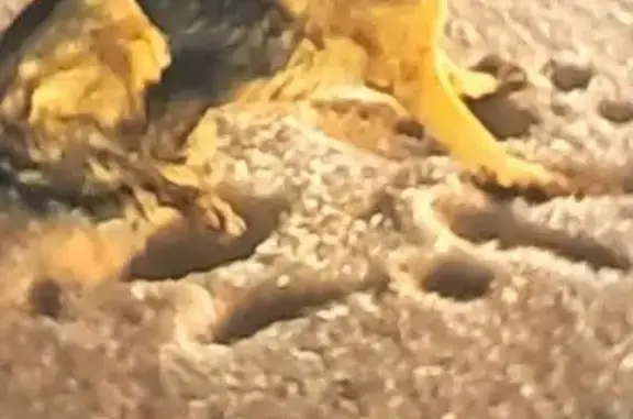 Найденные животные Химки, фото: Найдена собака овчарка, деревня Пикино, Химки - рыже-чёрная, не может передвигаться