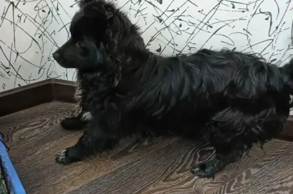 Объявления о пропавших и найденных животных, Волгоград, фото: Найден собака, мужской, улица Гидростроителей, Волгоград - молодой и игривый