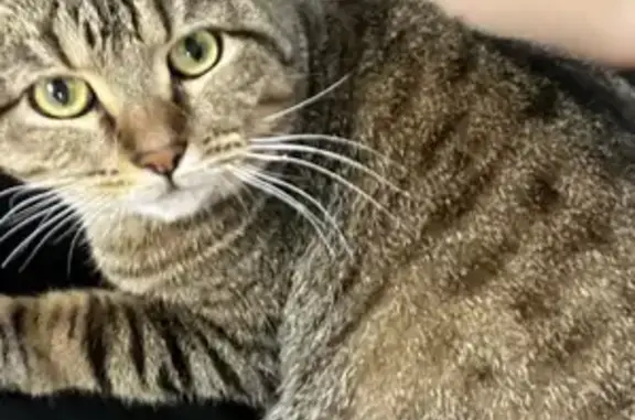 Пропал кот, улица Красина, 21, Уфа - коричневый окрас - photo