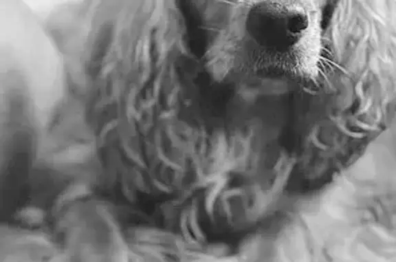 Пропала собака, Северная улица, 2А, Грановщина - рыжий спаниель, девочка - photo