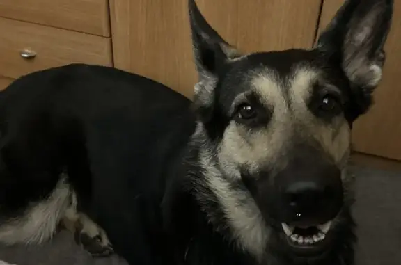 Пропала собака, Детский проезд, 1, Ивантеевка - длинные уши, чёрная и белая шерсть - photo