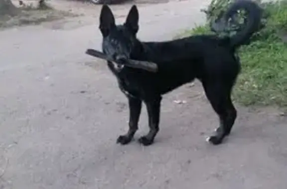 Пропала собака, улица Домостроителей, 34, Иваново - чёрный окрас с белым пятном - photo