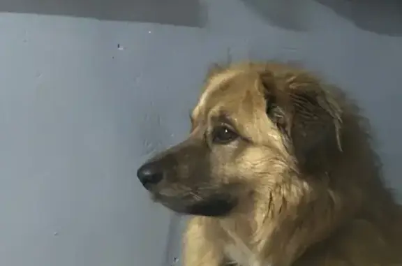 Пропала собака, Гужевая улица, Нижний Новгород - золотистый окрас, черно-красный ошейник - photo