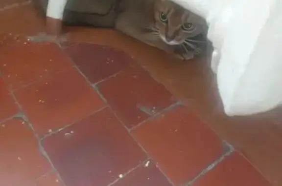 Найденные животные Москва, фото: Найдена кошка, Щетининский переулок, 12, Москва - рыжая, породистая