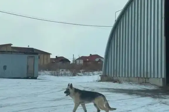 Потерянные животные Красноярск, фото: Пропал собака, Соколовская улица, 23, Красноярск - метис ВЕО, хромота на передние лапы