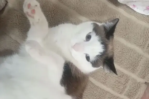 Пропала кошка, улица Карташова, Томск - домашняя и привязана к хозяину - photo