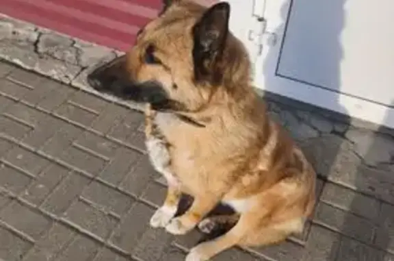 Найдена собака, Куйбышевский Затон, фото: Найдена собака, городское поселение Куйбышевский Затон, Татарстан - рыжая с затемнённой мордой