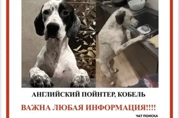 Потерянные животные Папушево, фото: Пропала собака, Папушево, Московская область - английский пойнтер, кобель