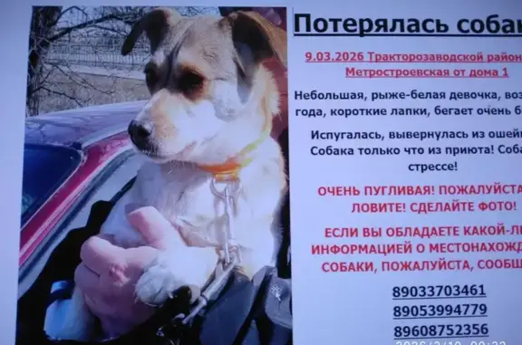 Пропала собака, женский пол, Метростроевская улица, 3, Волгоград - рыже-белая, очень пугливая - photo