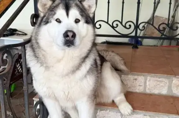 Собаки потеряшки, Тула, фото: Потеряшка собака, Низинная улица, 15, Тула - серая, пушистая, убежала с кобелем по кличке Маршал