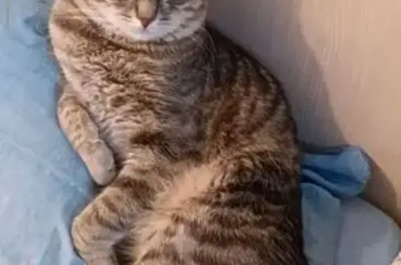 Пропала кошка, проспект Космонавтов, 22/10, Королёв - photo