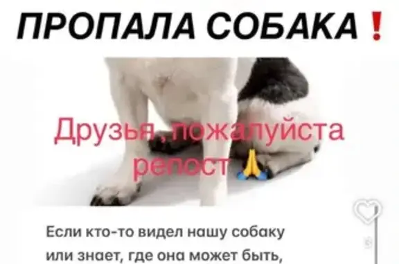 Пропала собака, улица Братьев Касимовых, Казань - photo