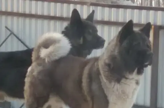 Пропала собака, Мозырьская улица, Пермь - photo