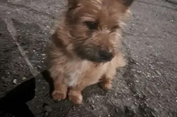 Найденные животные Невинномысск, фото: Найдена собака, Северная улица, 14, Невинномысск - очень ласковая и добрая