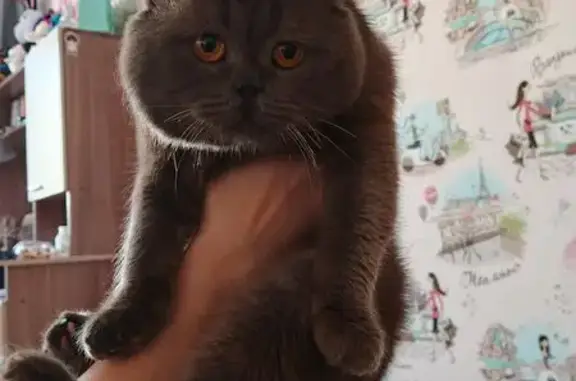 Найденные животные Чебоксары, фото: Найден кот, ДК им. Я. Ухсая, 32, Чебоксары - вислоухий, худощавый и ласковый