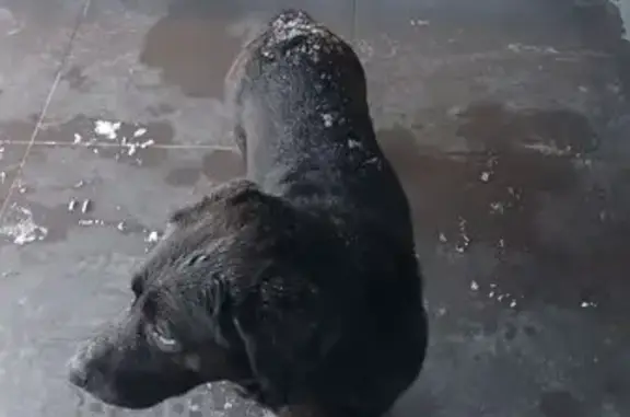 Найдена собака, Пенза, фото: Найдена собака, у подъезда ЖК Илмари, Пенза