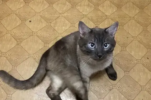 Объявления о пропавших и найденных животных, Волгоград, фото: Найден кот, Льговская улица, 2, Волгоград - породистый и добрый