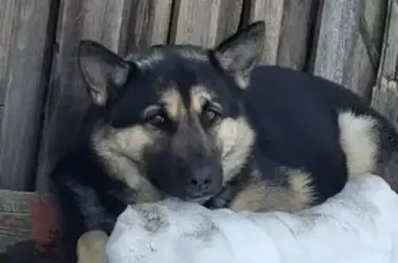 Найдена собака, Тула, фото: Найдена собака, улица Мусоргского, 13, Тула - похожа на овчарку