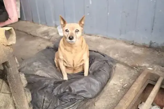 Найдена собака, Санкт-Петербург, фото: Найдена собака, проспект Народного Ополчения, Санкт-Петербург - старенькая, на автостоянке