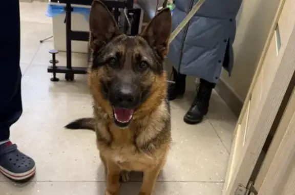 Найденные животные Самара, фото: Найдена собака, улица Промышленности, 313, Самара - молодая овчарка