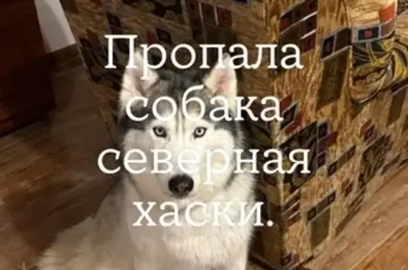 Пропала собака, Фоминское сельское поселение, Владимирская область - голубые глаза - photo