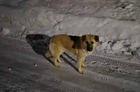 Найденные животные Ситники, фото: Найдена собака, 46Н-03749, Бакланово, Ситники - рыжая с черной мордой