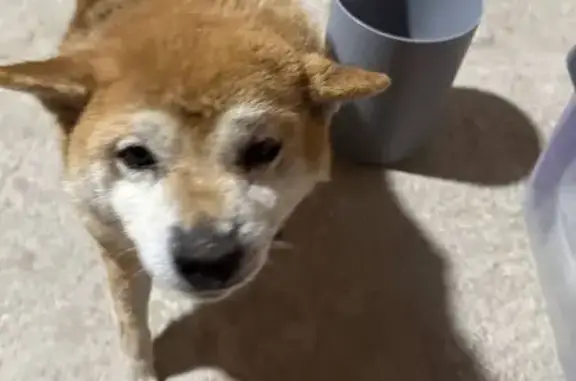 Найдена собака, Наро-Фоминск, фото: Найдена собака, Наро-Фоминск, Московская область - девочка рыжая Сиба-Ину