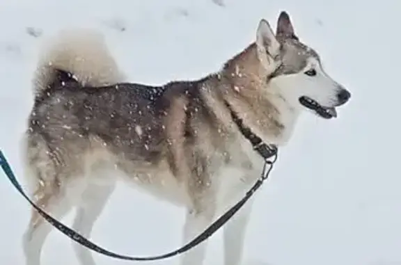Пропал собака, Свободный переулок, Ступино - кобель лайка, 7 лет - photo