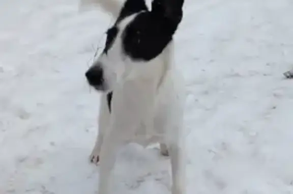 Пропала собака, Александровский парк, Санкт-Петербург - гладкошёрстный фокстерьер, девочка - photo