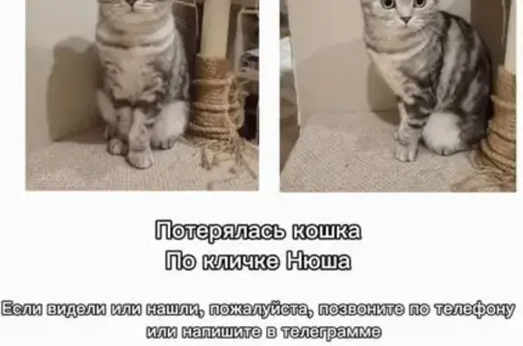 Пропала кошка, Шувалово, Костромская область - вислоухая и пугливая - photo