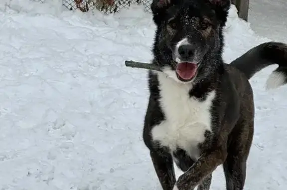 Собаки потеряшки, Новосибирск, фото: Потеряшка собака, мужской, Рионский переулок, 14, Новосибирск