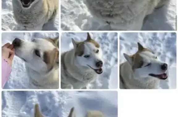 Пропала собака, 2-й Лесной проезд, 12, городской округ Рязань - photo