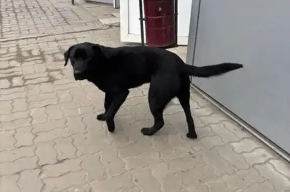 Объявления о пропавших и найденных животных, Волгоград, фото: Найден собака, Елецкая улица, 8/1, Волгоград - похож на лабрадора