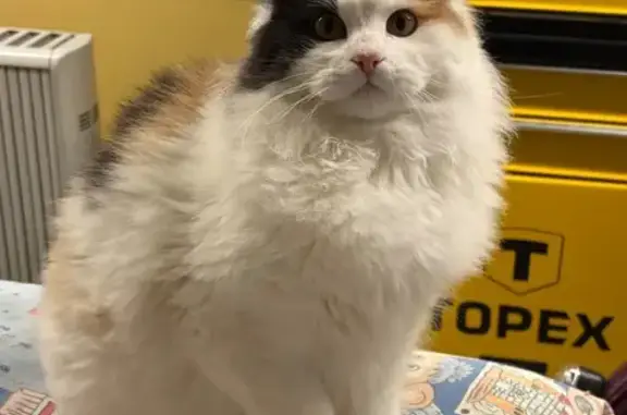 Пропала кошка, Набережный бульвар, 30, Заветный - трёхцветная, пушистая - photo