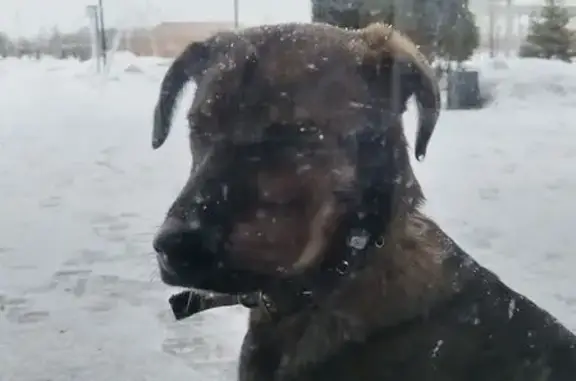 Объявления о пропавших и найденных животных, Балаково, фото: Найден собака, мужской, улица Ленина, 125, Балаково