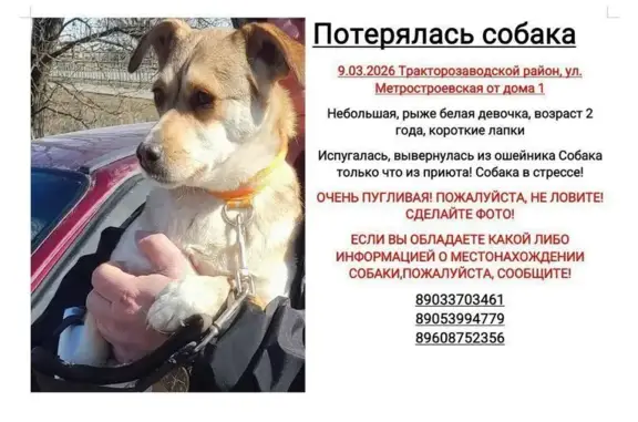 Пропала собака, Ополченская улица, Волгоград - рыжая с белым, кличка Кнопа - photo