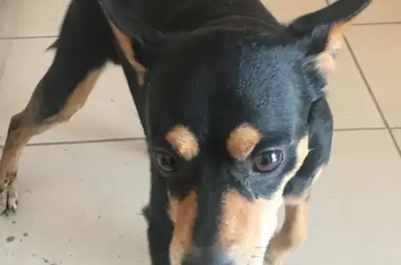 Объявления о пропавших и найденных животных, Тверь, фото: Найден собака, мужской, улица Хромова, 84, Тверь