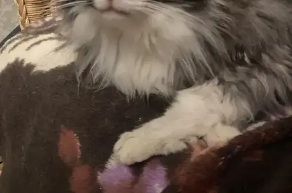 Пропал кот, 4-я улица Марьиной Рощи, 8, Москва - чёрно-белый окрас - photo