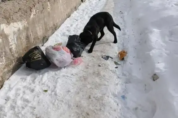 Найдена собака, Самара, фото: Найдена собака, Самара - чёрного окраса в кожаном ошейнике