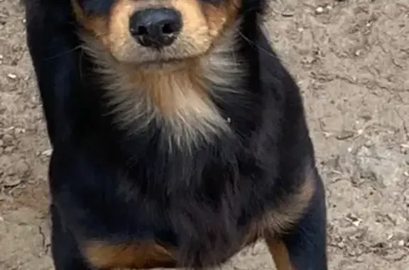 Найденные животные Астрахань, фото: Найдена собака, мужской, Депутатская улица, Астрахань