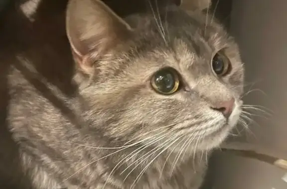 Найдена кошка, Красногорск, фото: Найдена кошка, улица Кирова, 28, Красногорск - ласковая с жёлтыми глазами