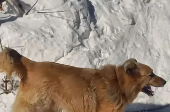 Найдена собака, Екатеринбург, фото: Найдена собака, Калиновский переулок, 11, Екатеринбург - большая рыжая с цепью