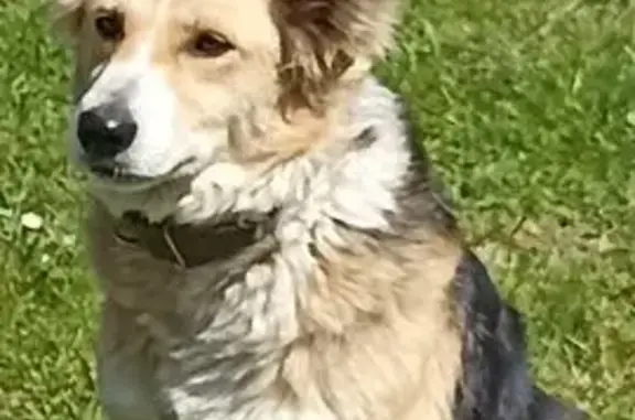 Пропала собака, Старая Смоленская дорога, 23, Слойково - рыже-белый окрас, пушистый хвост - photo