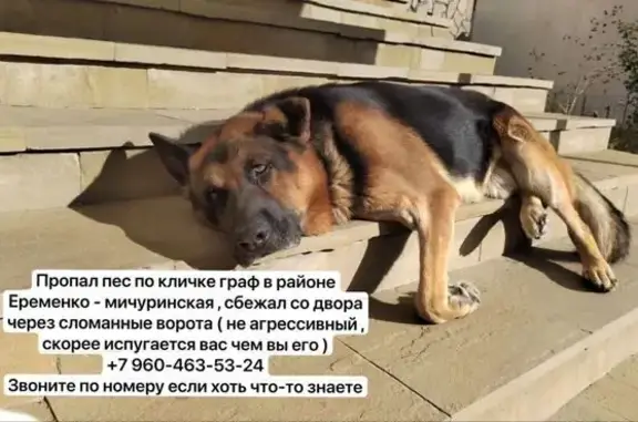 Пропал собака, Араратский переулок, 10, Ростов-на-Дону - чепрачный, сломано ухо - photo