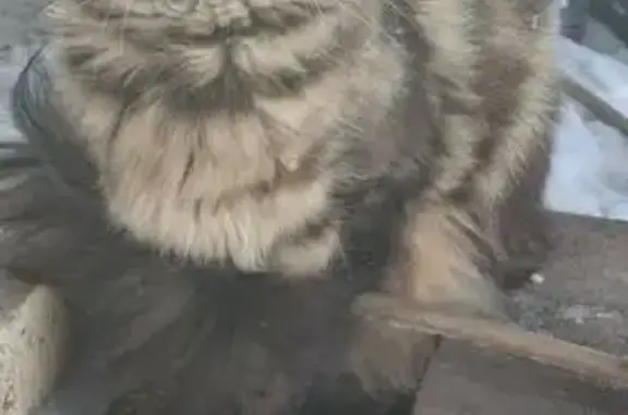 Объявления о пропавших и найденных животных, Новороссийск, фото: Пропала кошка, Мефодиевская улица, Новороссийск - мейкун с кисточками на ушах