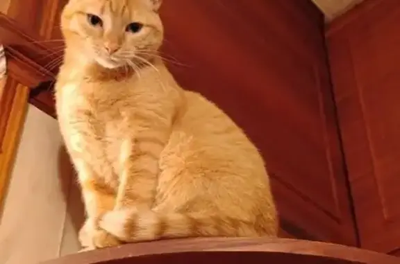 Пропал кот, Лесной проспект, 20 к11 литД, Санкт-Петербург - рыжий и разговорчивый - photo