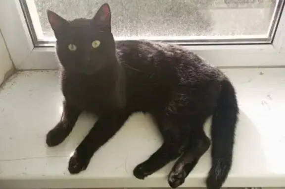 Пропал кот, Рабочая улица, 1А, Юровка - чёрный окрас, видит на один глаз - photo