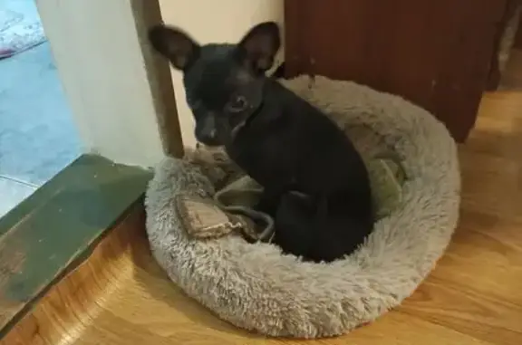 Пропала собака, Дмитриевское сельское поселение, Краснодарский край - черная с розовым ошейником - photo